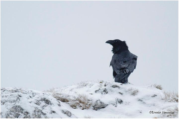 Grand corbeau en hiver - Vercors